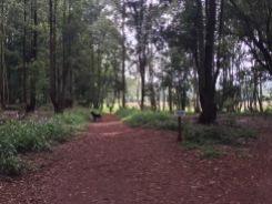Karura Forest trail